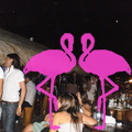 Playa el Flamingo Serate Varie