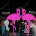 Ocumare Party