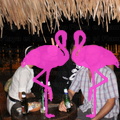 Reggae Night 2011-Playa El Flamingo- (54).JPG