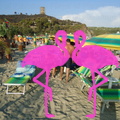 Playa El Flamingo-Day- (43)