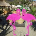 Playa El Flamingo-Day- (97)