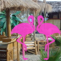 Playa El Flamingo-Day- (110)