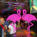 Noche Latina 2011-Playa El Flamingo (4).JPG