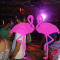 Noche Latina 2011-Playa El Flamingo (8)