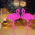 Noche Latina 2011-Playa El Flamingo (41)
