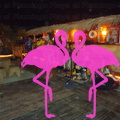 Noche Latina 2011-Playa El Flamingo (51)