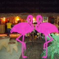 Noche Latina 2011-Playa El Flamingo (107).JPG