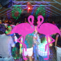 Noche Latina 2011-Playa El Flamingo (139)