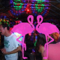 Noche Latina 2011-Playa El Flamingo (168).JPG