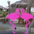 Playa el Flamingo-area Privé-Day- (3)