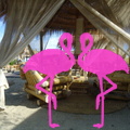 Playa el Flamingo-area Privé-Day- (7)
