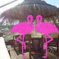 Playa el Flamingo-area Privé-Day- (35)