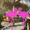 Playa el Flamingo-area Privé-Day- (41)