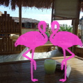 Playa el Flamingo-area Privé-Day- (61)