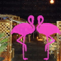 Playa El Flamingo-Area Privé-Night- (23)