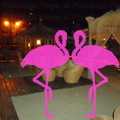 Playa El Flamingo-Area Privé-Night- (24).JPG