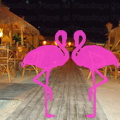 Playa El Flamingo-Area Privé-Night- (34).JPG