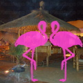 Playa El Flamingo-Area Privé-Night- (45)