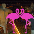 Playa El Flamingo-Area Privé-Night- (50)