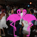 Noche Latina Playa el Flamingo