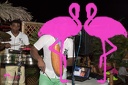 Playa el Flamingo Estate 2017