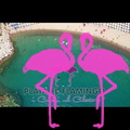 Benvenuti a Marina di Camerota Playa El Flamingo
