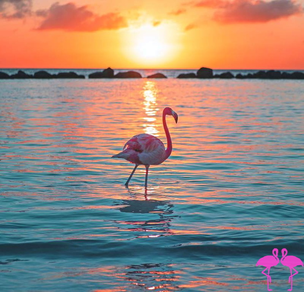 flamingo-at-sunset-in-aruba.jpg