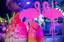 Playa el Flamingo - THE NIGHT